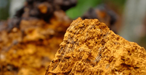 4 reasons why we love Chaga – the ‘King of mushrooms’