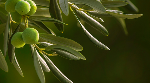 Olive Leaf