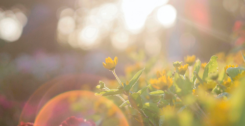 Vitamin D: What you need to know