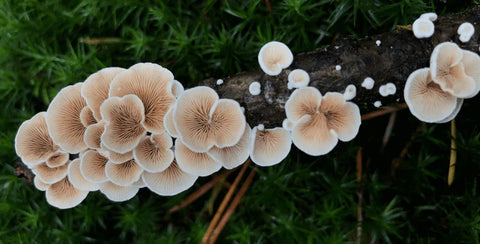 Mushrooms – the ‘must have’ superfood