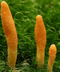 Cordyceps Mushroom Extract | Life Cykel
