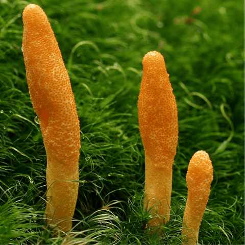 Cordyceps Mushroom Extract | Life Cykel