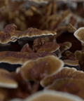 Reishi Mushroom Extract | Life Cykel
