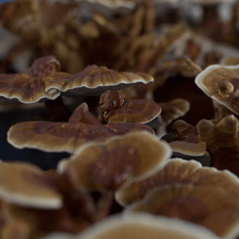 Reishi Mushroom Extract | Life Cykel