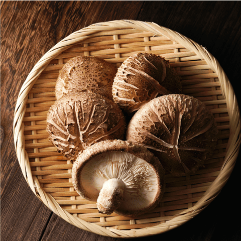 Shiitake Mushroom Extract | Life Cykel