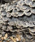 Turkey Tail Mushroom Extract | Life Cykel