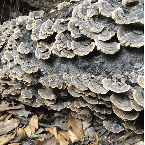 Turkey Tail Mushroom Extract | Life Cykel